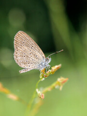 butterfly on a flower
