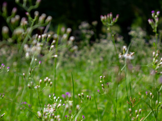 Field of Vernonia cinerea wildflowers with fresh green background in nature.