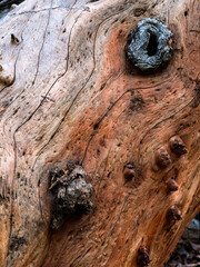 Wood Grain Texture Background - Heartwood Surface.
