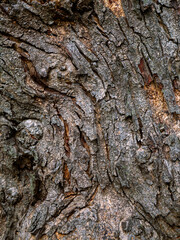 Rough tree bark texture background in natural forest.