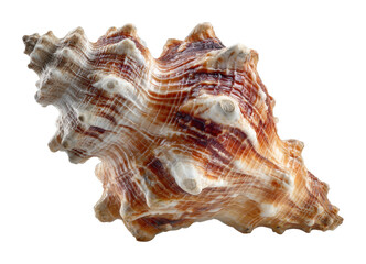 Collecting seashells at the beach natural wonders coastal beauty isolated on transparent background