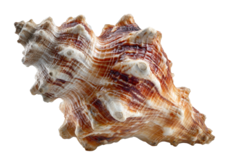 Collecting seashells at the beach natural wonders coastal beauty isolated on transparent background