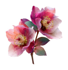 Colorful flower arrangement nature floral isolated on transparent background