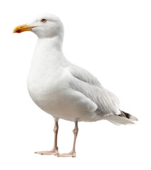 Obraz premium Seagull standing on shore coastal area wildlife natural isolated on transparent background