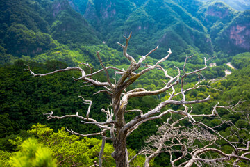 tree in the mountains