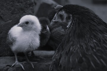 Chicken and chicken's sweet baby 