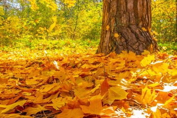 beautiful tree in the outdoor