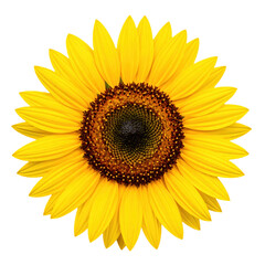 Fototapeta premium Bright yellow sunflower with a dark brown center and symmetrical petals radiating outward in a circular pattern