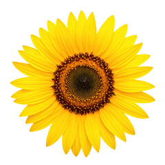 Bright yellow sunflower with a dark brown center and radiating petals, showcasing natural symmetry and vibrant color
