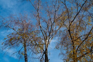 Fototapeta premium beautiful tree in the outdoor