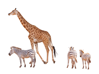 A majestic young giraffe with brown spots stands in profile against a pure white background