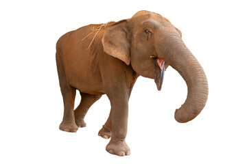 Obraz premium Elephant isolated on white background wildlife animal