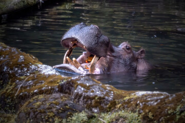 The pygmy hippopotamus
