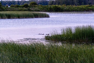 Tranquil marshland with swimming ducks