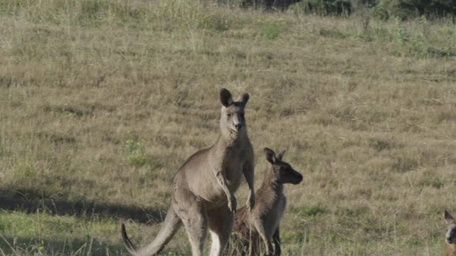 A mob Eastern Grey Kangaroos in a grassy field with a male hopping in front.
