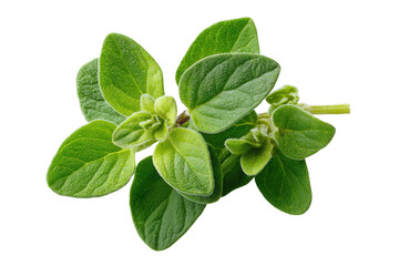 Obraz premium Close-up of fresh oregano leaves. Bright green leaves clustered on stems