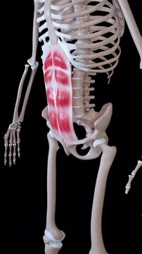 Rectus Abdominis Muscle Movement Vertical Video