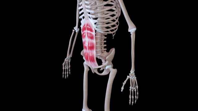 Rectus Abdominis Muscle Movement