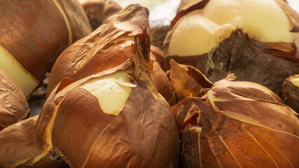 Dry brown husks cover a pile of tulip bulbs