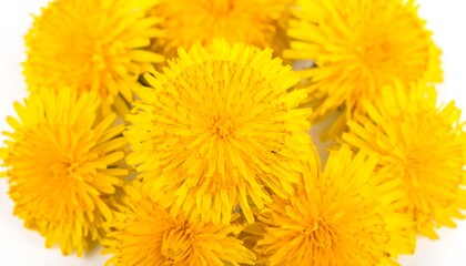 Close-up view of vibrant yellow dandelion blossoms clustered together against a bright white background.  A bouquet of bright, cheerful flowers fills the image.
