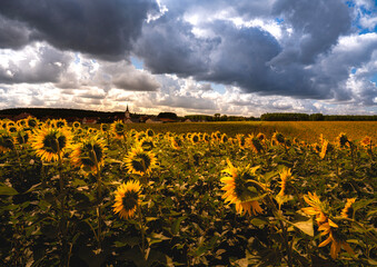 Obraz premium field of sunflowers