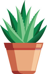 Aloe vera plant in terracotta pot
