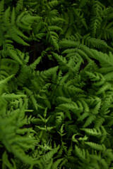 green fern leaves