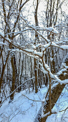 snow covered trees