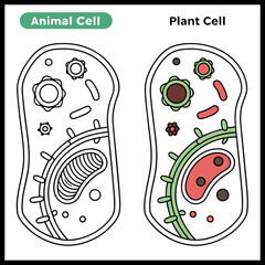 Animal cell diagram in colors