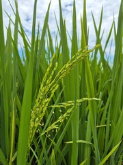 The green rice grains will soon be harvested.