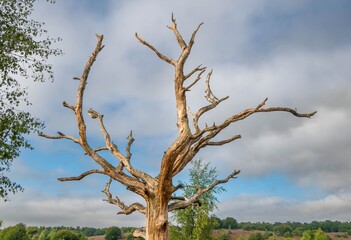 Dead tree with twisted branches in rural landscape.
