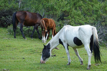 キルギス_Dzhetyoguz_Telety Camp-Kok Jaiyk Valley