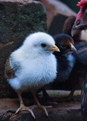 Bangladeshi chicken's sweet chick 2025