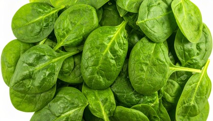 Fototapeta premium Fresh spinach leaves photographed from above on a clean white background 