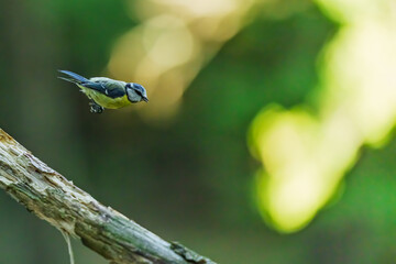 Cyanistes caeruleus blue tit flying from branch in green forest