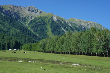 Naklejka premium キルギス_Dzhetyoguz_Telety Camp-Kok Jaiyk Valley