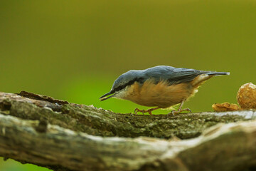 Eurasian nuthatch Sitta europaea bird holding seed on tree trunk