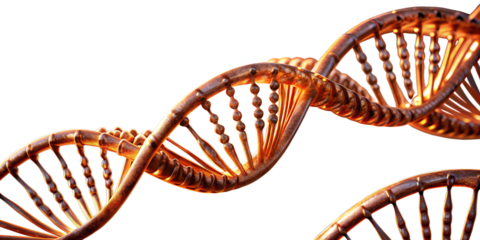 A closeup of a dna double helix structure, symbolizing biology, science, and genetics isolated on transparent background