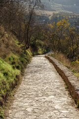 cobblestone path surrounded by trees and green vegetation in the forest