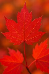 Obraz premium Vibrant Red Maple Leaf Displaying Autumn Beauty and Seasonal Change, Perfect for Fall Marketing and Seasonal Promotions
