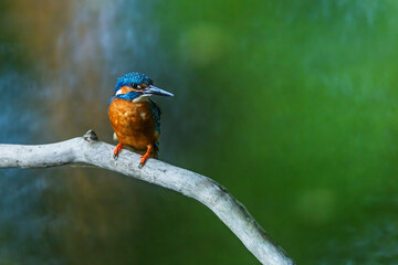 Alcedo atthis Common kingfisher perched on branch above water background