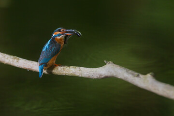 Alcedo atthis Common Kingfisher perched with fish in beak on branch