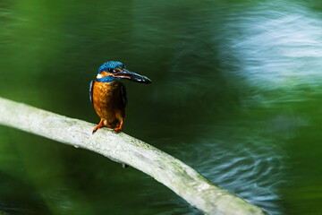 Alcedo atthis Common kingfisher with fish prey perched above water
