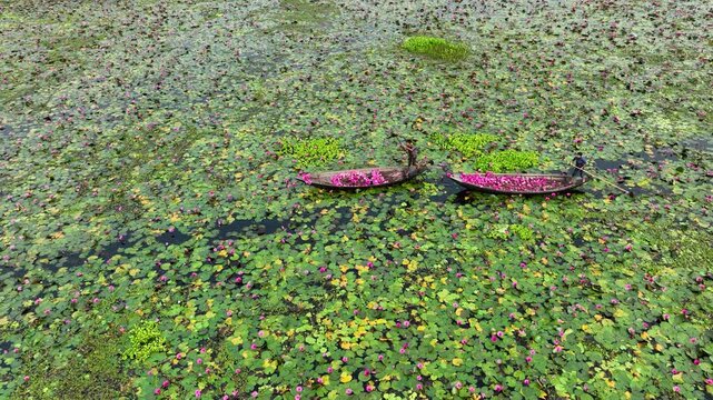 Barishal, Bangladesh - 19 August 2025: Aerial view of two boats filled with vibrant pink flowers amidst a sea of green lily pads on the water's surface.