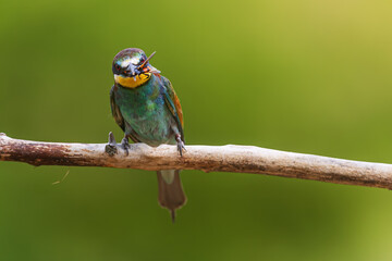Merops apiaster European bee-eater holding insect prey in beak