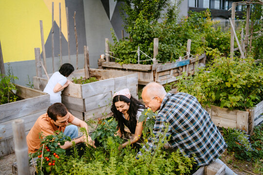 A small group of people engaged in urban gardening in raised garden beds.