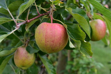 apples on tree