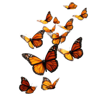 Orange and black monarch butterflies in flight, isolated on black background
