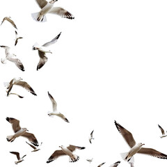 Fototapeta premium and keyword list based on the image you provided.. Seagulls flying, soaring in sky above water, flocking near open sea.