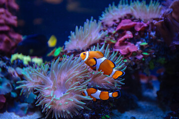 Two Clownfish in an Anemone